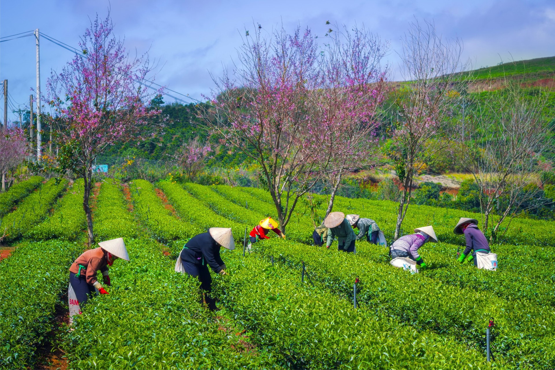 Nông nghiệp công nghệ cao